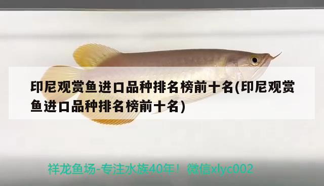 印尼觀賞魚進口品種排名榜前十名(印尼觀賞魚進口品種排名榜前十名) 觀賞魚進出口