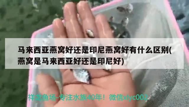 燕窩用量是濕燕窩算還是干燕窩(燕窩用量是濕燕窩算還是干燕窩算) 馬來西亞燕窩