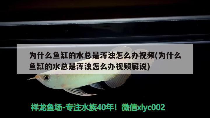 為什么魚缸的水總是渾濁怎么辦視頻(為什么魚缸的水總是渾濁怎么辦視頻解說) 觀賞魚批發(fā)