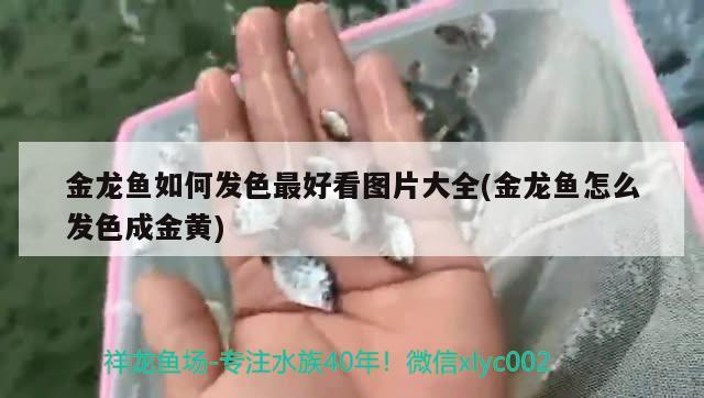 金龍魚如何發(fā)色最好看圖片大全(金龍魚怎么發(fā)色成金黃)