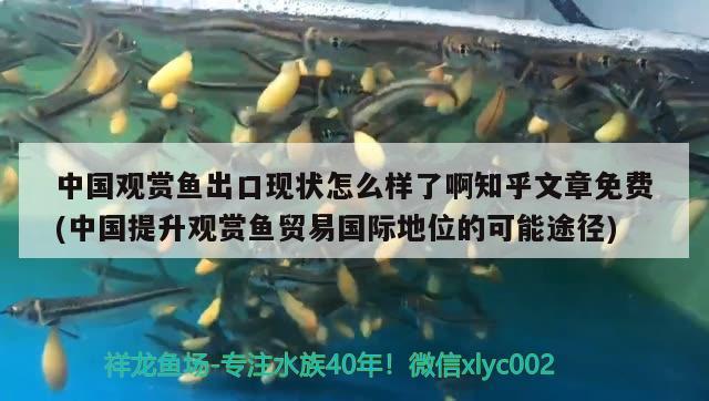 中國觀賞魚出口現(xiàn)狀怎么樣了啊知乎文章免費(fèi)(中國提升觀賞魚貿(mào)易國際地位的可能途徑) 觀賞魚進(jìn)出口