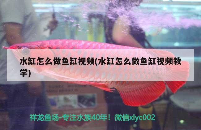 水缸怎么做魚缸視頻(水缸怎么做魚缸視頻教學)