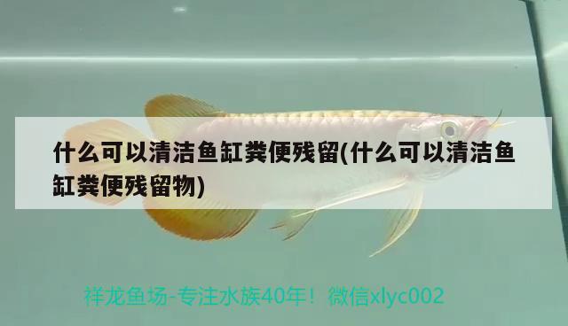 什么可以清潔魚缸糞便殘留(什么可以清潔魚缸糞便殘留物) 斑馬鴨嘴魚苗