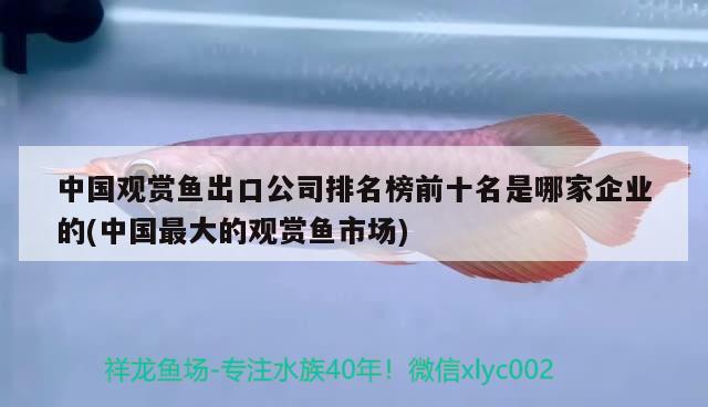 中國觀賞魚出口公司排名榜前十名是哪家企業(yè)的(中國最大的觀賞魚市場) 觀賞魚進(jìn)出口