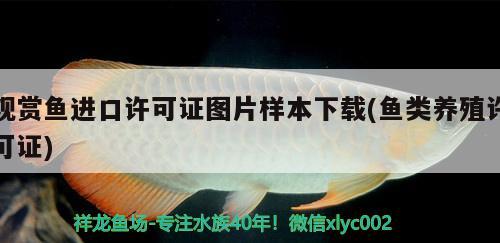 觀賞魚進口許可證圖片樣本下載(魚類養(yǎng)殖許可證)