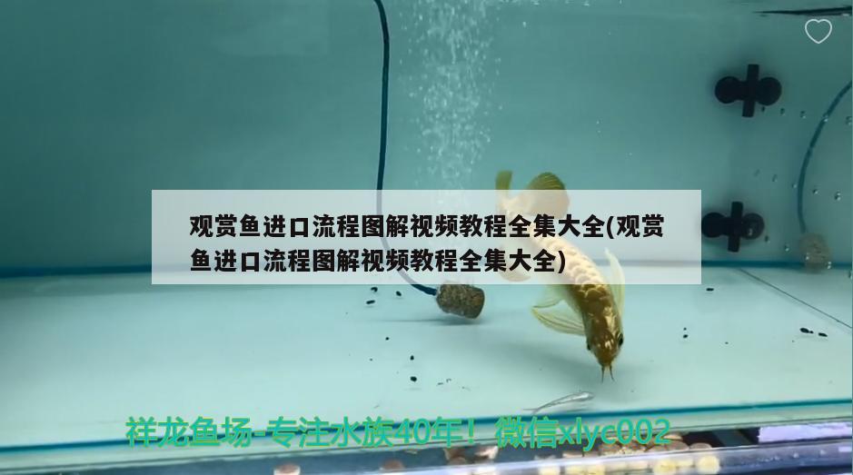 魚缸加什么鹽治療白點(diǎn)(魚缸加鹽可以治療白點(diǎn)病嗎) 大白鯊魚