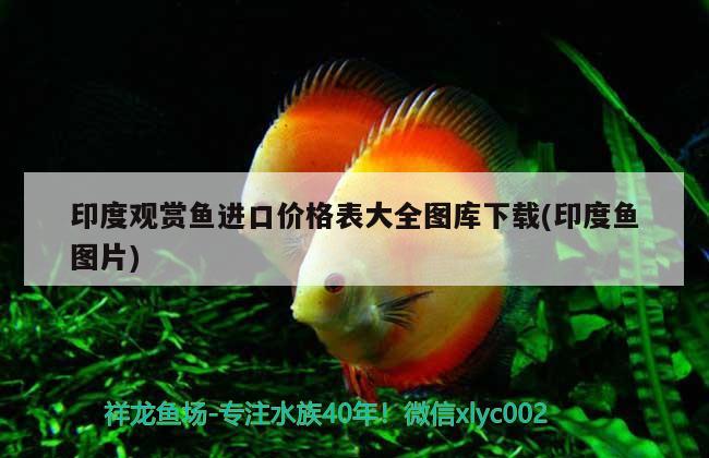 印度觀賞魚(yú)進(jìn)口價(jià)格表大全圖庫(kù)下載(印度魚(yú)圖片)