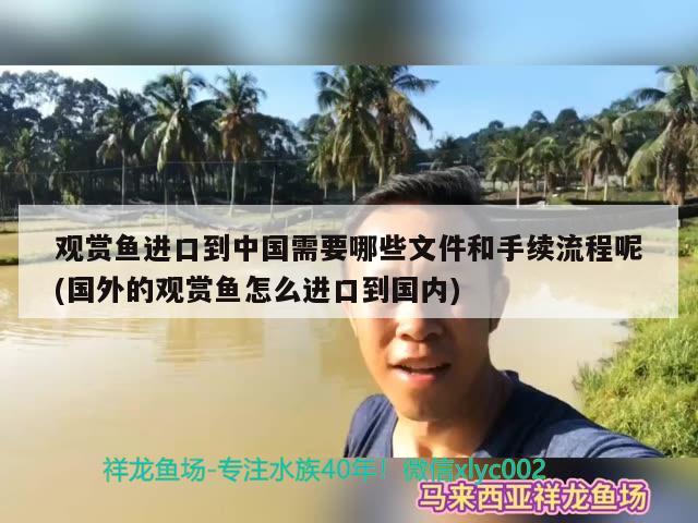 觀賞魚進口到中國需要哪些文件和手續(xù)流程呢(國外的觀賞魚怎么進口到國內(nèi))