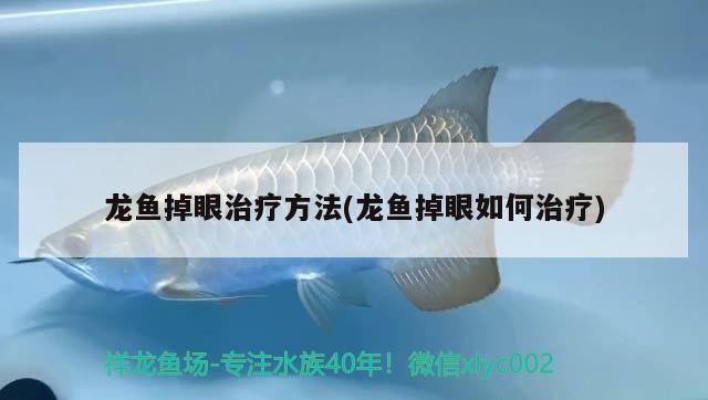 龍魚掉眼治療方法(龍魚掉眼如何治療) 慈雕魚 第2張