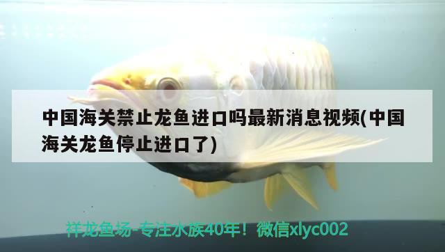 水族箱魚缸過濾器的使用方法，水族箱魚缸過濾器怎么用及水族箱魚缸過濾器的使用方法