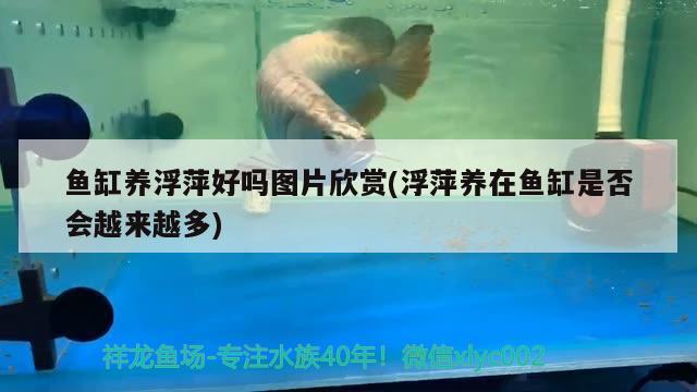 觀賞魚魚缸裝飾燈怎么安裝（財神燈怎么擺放知道的告訴下）