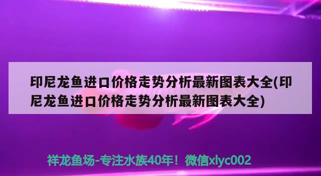 龍魚鱗發(fā)白怎么回事：龍魚鱗片發(fā)白怎么回事 觀賞魚市場 第1張