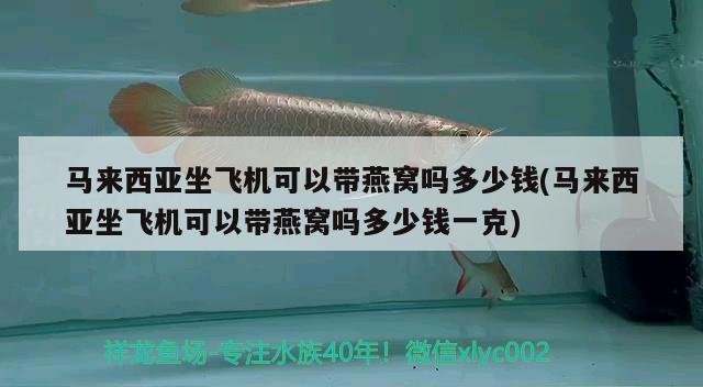 馬來西亞坐飛機可以帶燕窩嗎多少錢(馬來西亞坐飛機可以帶燕窩嗎多少錢一克) 馬來西亞燕窩