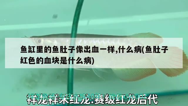 魚缸里的魚肚子像出血一樣,什么病(魚肚子紅色的血塊是什么病)