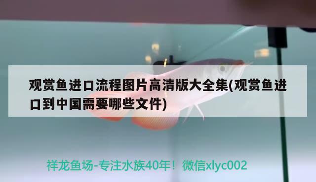 觀賞魚進口流程圖片高清版大全集(觀賞魚進口到中國需要哪些文件) 觀賞魚進出口