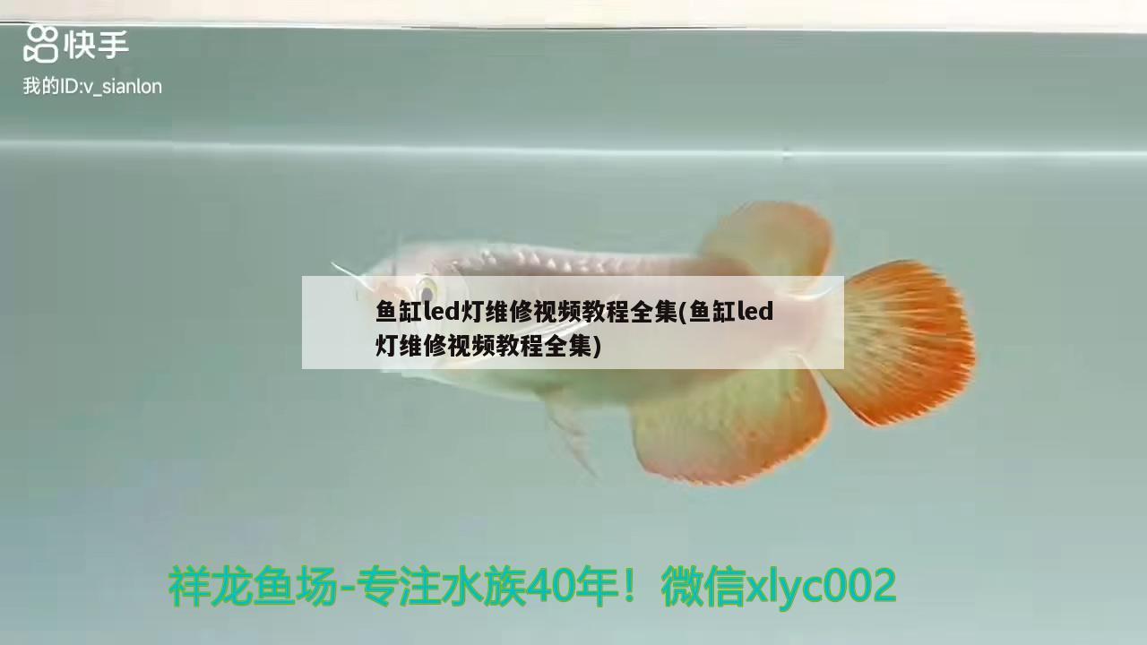 曼龍可以和什么小型魚混養(yǎng)啊，燕子魚和白瑪麗能不能一起樣啊