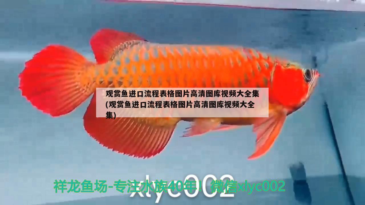 魚混養(yǎng)最佳搭配圖（銀龍魚混養(yǎng)最佳搭配圖） 銀龍魚百科 第1張