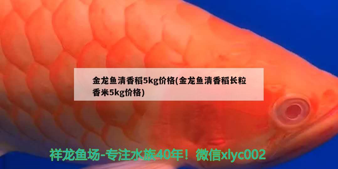 金龍魚清香稻5kg價格(金龍魚清香稻長粒香米5kg價格) 觀賞魚