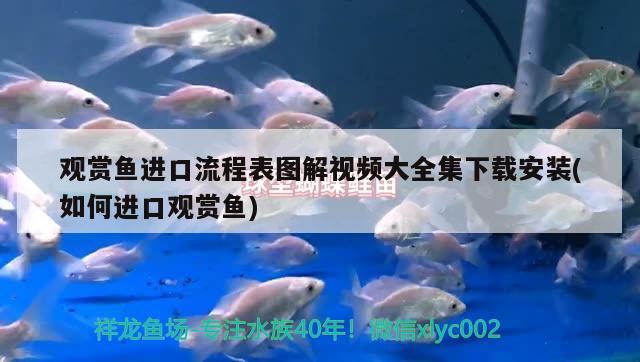 觀賞魚進(jìn)口流程表圖解視頻大全集下載安裝(如何進(jìn)口觀賞魚) 觀賞魚進(jìn)出口