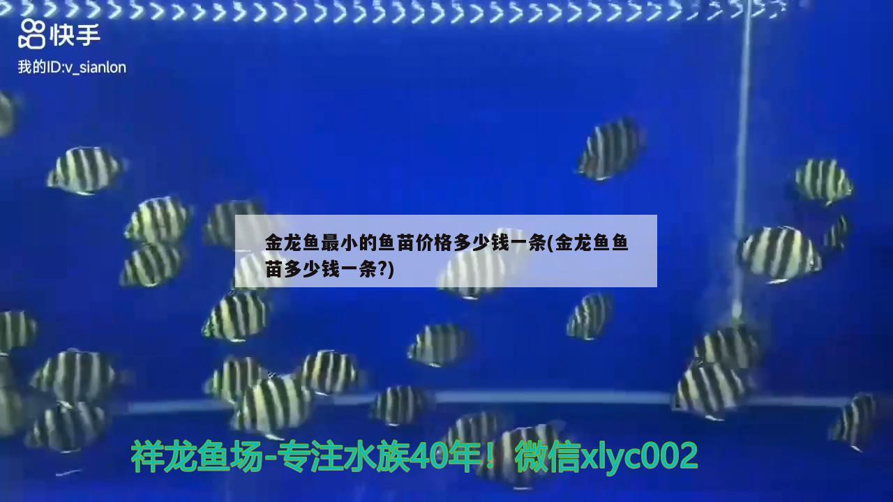 金龍魚最小的魚苗價(jià)格多少錢一條(金龍魚魚苗多少錢一條?)