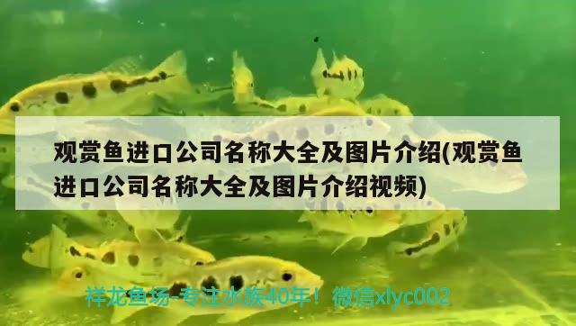 觀賞魚進(jìn)口公司名稱大全及圖片介紹(觀賞魚進(jìn)口公司名稱大全及圖片介紹視頻) 觀賞魚進(jìn)出口