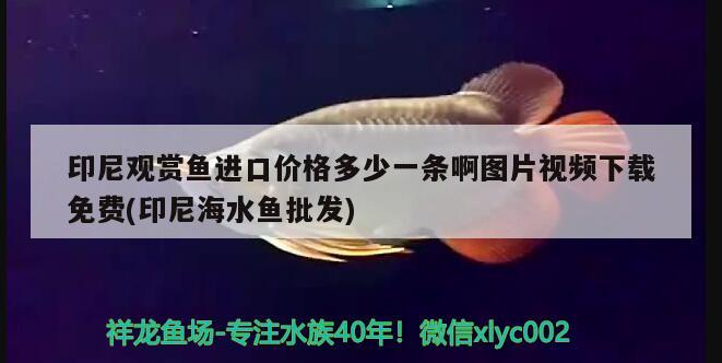 印尼觀賞魚進口價格多少一條啊圖片視頻下載免費(印尼海水魚批發(fā)) 觀賞魚進出口 第1張