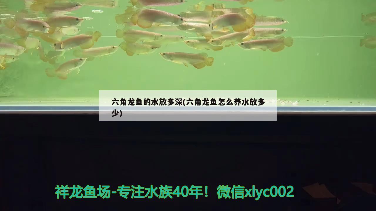 六角龍魚的水放多深(六角龍魚怎么養(yǎng)水放多少) 金頭過背金龍魚