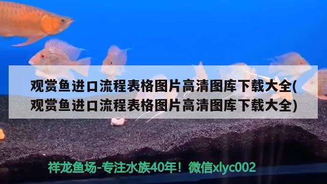 觀賞魚進(jìn)口流程表格圖片高清圖庫(kù)下載大全(觀賞魚進(jìn)口流程表格圖片高清圖庫(kù)下載大全) 觀賞魚進(jìn)出口