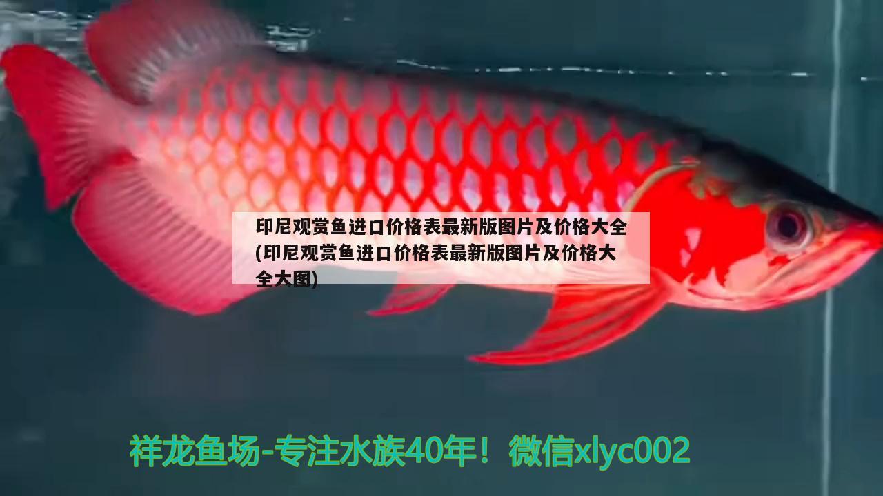 印尼觀賞魚進口價格表最新版圖片及價格大全(印尼觀賞魚進口價格表最新版圖片及價格大全大圖) 觀賞魚進出口