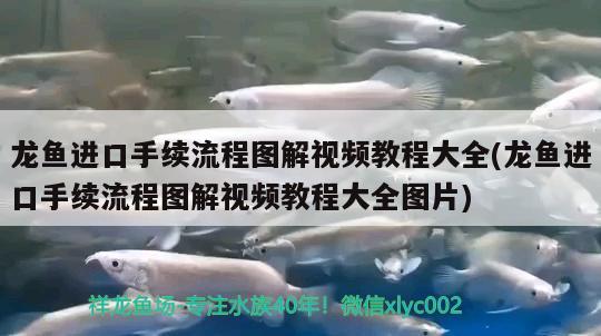 龍魚進口手續(xù)流程圖解視頻教程大全(龍魚進口手續(xù)流程圖解視頻教程大全圖片) 觀賞魚進出口