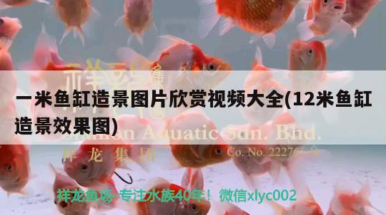 金龍魚品牌是哪國的企業(yè)公司：金龍魚是那個集團公司產(chǎn)品