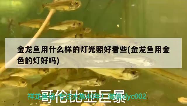 金龍魚用什么樣的燈光照好看些(金龍魚用金色的燈好嗎) 祥龍赫舞紅龍魚