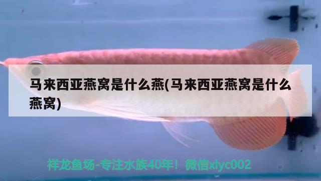 40厘米金龍魚價(jià)格表（40厘米的金龍魚怎么喂） 稀有金龍魚 第2張