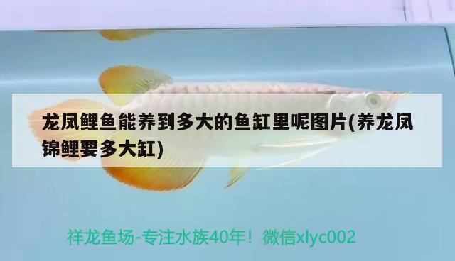 如何畫魚缸柜的立體圖形(魚缸柜子設(shè)計(jì)圖) 白化火箭