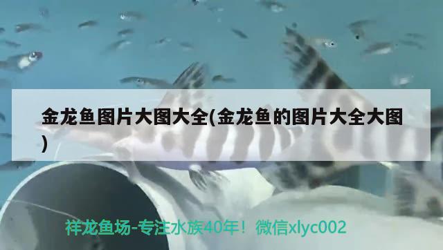 魚缸里多久放一次維生素C（魚缸放維生素c多長時間放一次） 孵化器