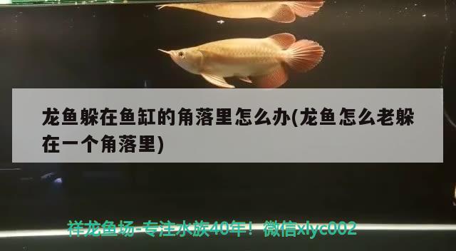 龍魚躲在魚缸的角落里怎么辦(龍魚怎么老躲在一個角落里)