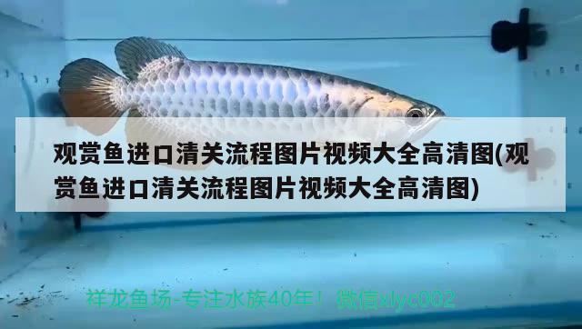 長(zhǎng)沙最大的水族市場(chǎng)（長(zhǎng)沙最大的魚市在哪里） 養(yǎng)魚知識(shí) 第3張