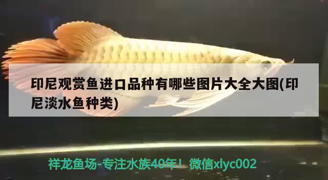 印尼觀(guān)賞魚(yú)進(jìn)口品種有哪些圖片大全大圖(印尼淡水魚(yú)種類(lèi)) 觀(guān)賞魚(yú)進(jìn)出口