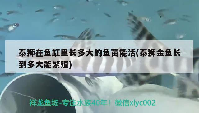 泰獅在魚缸里長多大的魚苗能活(泰獅金魚長到多大能繁殖) 銀古魚苗