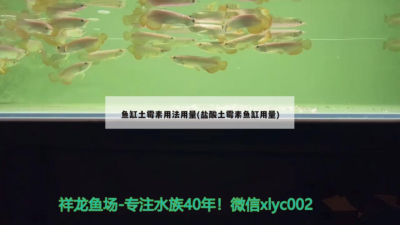 魚缸土霉素用法用量(鹽酸土霉素魚缸用量)