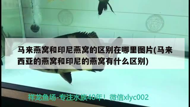 魚缸過濾器不打氧是什么原因呢：魚缸過濾器不加氧是怎么回事 養(yǎng)魚的好處 第3張