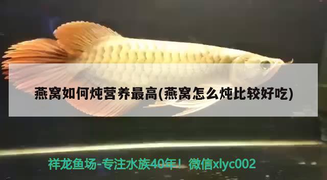 彩裙 觀賞魚 第2張