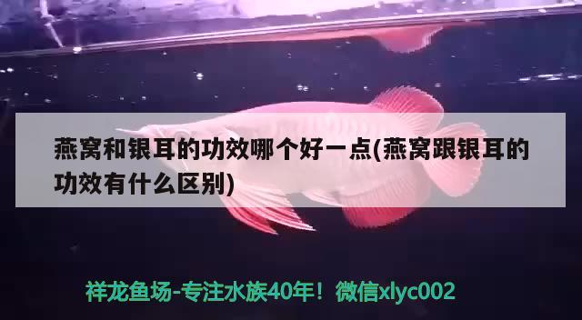 燕窩和銀耳的功效哪個好一點(diǎn)(燕窩跟銀耳的功效有什么區(qū)別) 馬來西亞燕窩