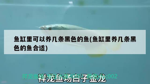 魚缸里可以養(yǎng)幾條黑色的魚(魚缸里養(yǎng)幾條黑色的魚合適) 國(guó)產(chǎn)元寶鳳凰魚