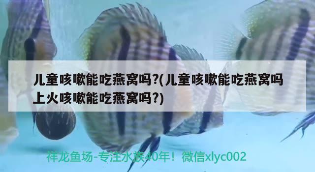 遼陽二手魚缸市場在哪，遼寧省朝陽市二手魚缸對應(yīng)的相關(guān)信息，遼陽二手魚缸市場在哪、遼寧省朝陽市二手魚缸對應(yīng)的相關(guān)信息 黃吉金龍（白子金龍魚） 第3張