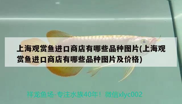 丹東魚缸定制廠家電話號碼查詢（丹東哪有做魚缸的） 三色錦鯉魚 第2張