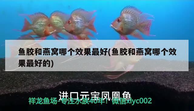 超白鋼化玻璃可以做魚缸嗎圖片（超白鋼化玻璃可以做魚缸嗎圖片大全） 黃金貓魚 第1張