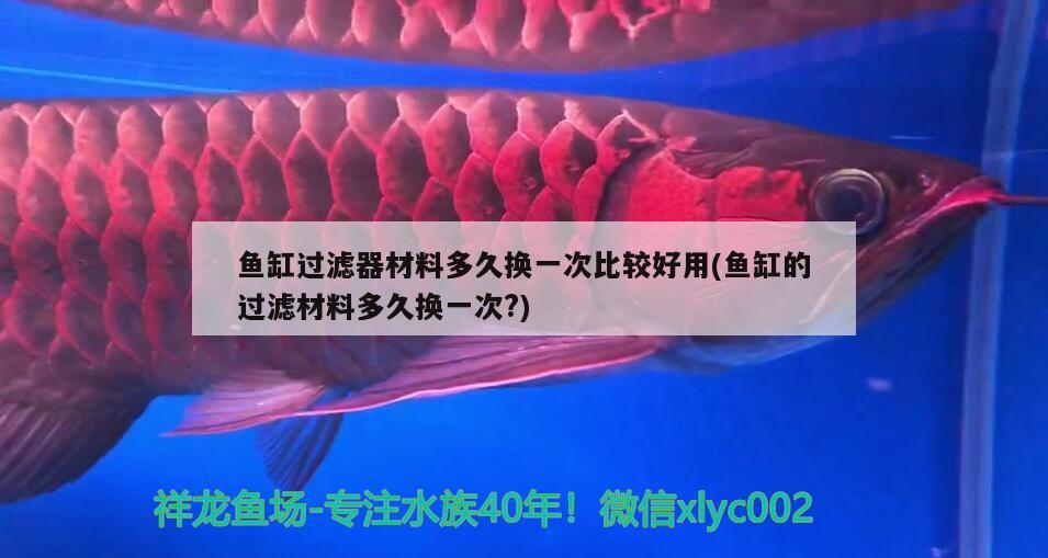 銀龍魚苗喂什么最好養(yǎng)殖（銀龍魚苗好養(yǎng)嗎） 銀龍魚 第2張