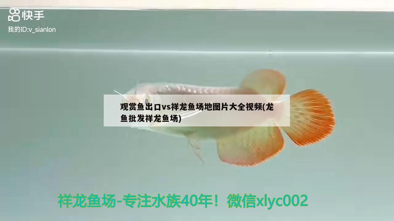 觀賞魚出口vs祥龍魚場(chǎng)地圖片大全視頻(龍魚批發(fā)祥龍魚場(chǎng))