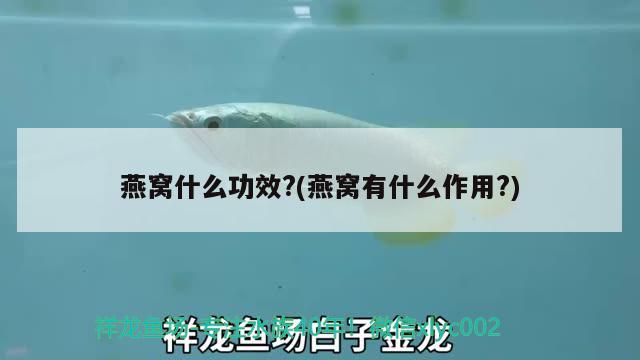 百度觀賞魚的品類介紹圖（ 百度魚長什么樣） 野彩魚